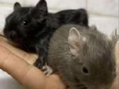 Parduodu Degu - nuotraukos Nr. 2