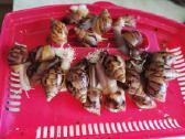 Achatina sraigės - jaunikliai, 7 mėnesių, 7-8 cm - nuotraukos Nr. 4