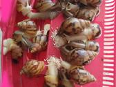 Achatina sraigės - jaunikliai, 7 mėnesių, 7-8 cm - nuotraukos Nr. 5