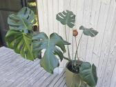 Monstera kambarinė gėlė (viso 3 vnt.) - nuotraukos Nr. 2