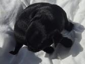 Čihua šuniukai - nuotraukos Nr. 3