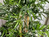 Dirbtinis augalas bambukas 120 cm - nuotraukos Nr. 3