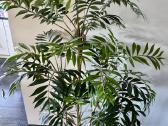 Didelė vešli dirbtinė palmė, 170 cm - nuotraukos Nr. 4