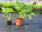 Fitosanitariškai patikrinti Braškių daigai - nuotraukos Nr. 7