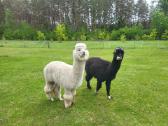Alpakų patinas - nuotraukos Nr. 2