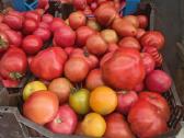 Pomidorai 2€/kg - nuotraukos Nr. 4