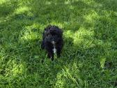 Pomapoo - nuotraukos Nr. 2