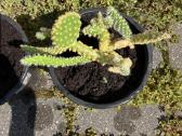 Kambarinis kaktusas Opuncija (Opuntia microdasys) - nuotraukos Nr. 2