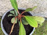 Baltagyslė karpažolė (Madagaskaro brangakmenis) - nuotraukos Nr. 2