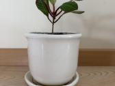 Baltagyslė karpažolė (Euphorbia leuconeura) vazone - nuotraukos Nr. 2