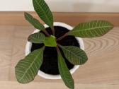 Baltagyslė karpažolė (Euphorbia leuconeura) vazone - nuotraukos Nr. 3