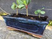 Baltagyslė karpažolė (Euphorbia leuconeura) bonsai - nuotraukos Nr. 4