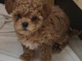 Maltipoo kalytės ir šuniukas - nuotraukos Nr. 4