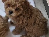 Maltipoo kalytės ir šuniukas - nuotraukos Nr. 2
