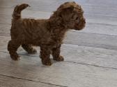 Maltipoo kalytės ir šuniukas - nuotraukos Nr. 3