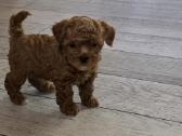 Maltipoo kalytės ir šuniukas - nuotraukos Nr. 5