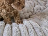 Maltipoo kalytės ir šuniukas - nuotraukos Nr. 6
