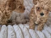 Maltipoo kalytės ir šuniukas - nuotraukos Nr. 7