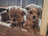 Maltipoo kalytės ir šuniukas - nuotraukos Nr. 8