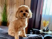 Maltipoo kalytės ir šuniukas - nuotraukos Nr. 9
