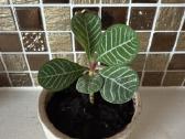 Baltagyslė karpažolė Madagascar Jewel vazonėliuose - nuotraukos Nr. 4