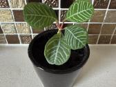 Baltagyslė karpažolė Madagascar Jewel vazonėliuose - nuotraukos Nr. 6