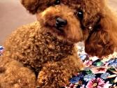 Maltipoo kalytės ir šuniukas - nuotraukos Nr. 10
