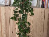 Skindapas (Golden Pothos) - nuotraukos Nr. 2