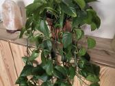 Skindapas (Golden Pothos) - nuotraukos Nr. 3
