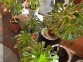Sukulentas Medinis Ramdis (Aeonium arboreum) - nuotraukos Nr. 2
