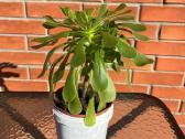Sukulentas Medinis Ramdis (Aeonium arboreum) - nuotraukos Nr. 4