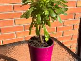 Sukulentas Medinis Ramdis (Aeonium arboreum) - nuotraukos Nr. 5