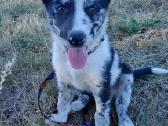 Border Collie mergaitė Merle - nuotraukos Nr. 2