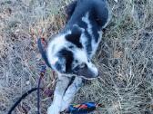 Border Collie mergaitė Merle - nuotraukos Nr. 3