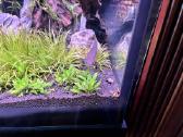 Polypterus senegalus - nuotraukos Nr. 2