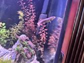 Polypterus senegalus - nuotraukos Nr. 4