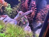 Polypterus senegalus - nuotraukos Nr. 5