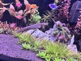Polypterus senegalus - nuotraukos Nr. 6