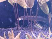 Polypterus senegalus - nuotraukos Nr. 7