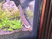 Polypterus senegalus - nuotraukos Nr. 8