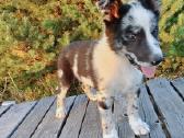 Collie mergaitė Merle - nuotraukos Nr. 2