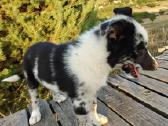 Collie mergaitė Merle - nuotraukos Nr. 3