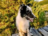 Collie mergaitė Merle - nuotraukos Nr. 4