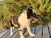 Collie mergaitė Merle - nuotraukos Nr. 3