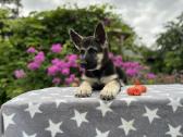 Rytų Europos aviganio (Veo) šuniukai - nuotraukos Nr. 14