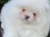 Berniukas mėlynakis mini babyface Boo - nuotraukos Nr. 2