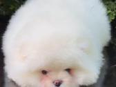 Berniukas mėlynakis mini babyface Boo - nuotraukos Nr. 9