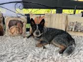Collie mergaitė Merle - nuotraukos Nr. 6