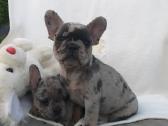 Prancuzu buldogai/prancuziukai/french bulldog - nuotraukos Nr. 3