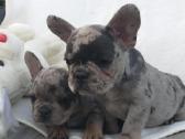 Prancuzu buldogai/prancuziukai/french bulldog - nuotraukos Nr. 4